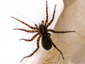 Pardosa pullata